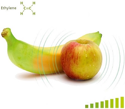 Kiểm soát Ethylene trong kho chứa trái cây, rau củ quả và các kho lạnh